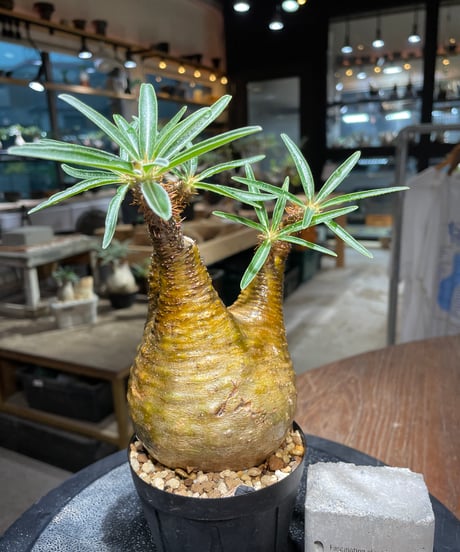 パキポディウム グラキリス　Pachypodium gracilius 　発根済　(gk-513）
