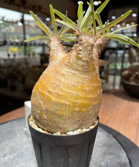パキポディウム グラキリス　Pachypodium gracilius 　発根済　(gk-460)