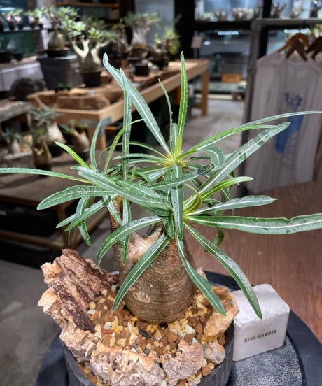パキポディウム グラキリス　Pachypodium gracilius 　発根済　(gk-514valiem）