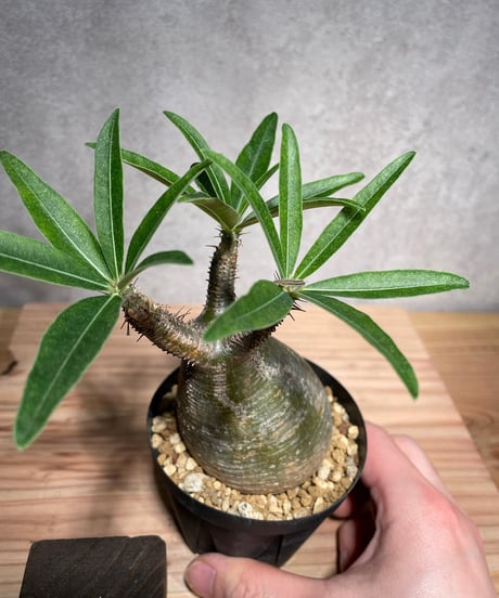 パキポディウム グラキリス　Pachypodium gracilius 　発根済　(商品番号gk-33)