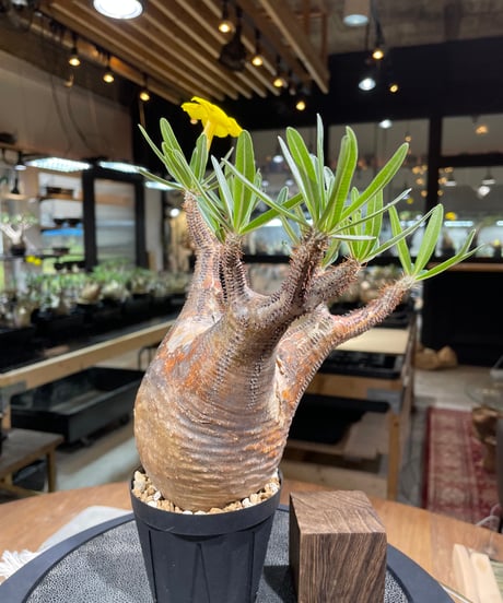 パキポディウム グラキリス　Pachypodium gracilius 　発根済　(gk-266)