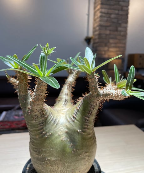 パキポディウム グラキリス　Pachypodium gracilius 　発根済　(gk-224)