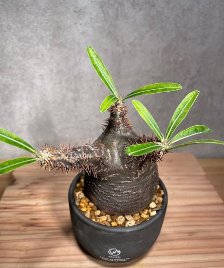 パキポディウム グラキリス　Pachypodium gracilius 　発根済　(商品番号gk-30valiem)  VALIEM 　BOWL　sizeS　(VALIEM巾着、タグ付き)