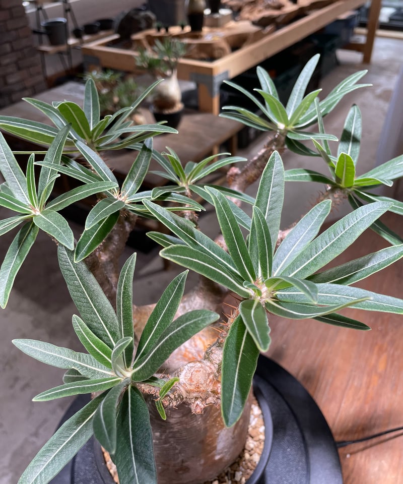 江*桜様 47.パキポディウム グラキリス パキポディウム グラキリス Pachypodium gracilius 発根済 (gk-47