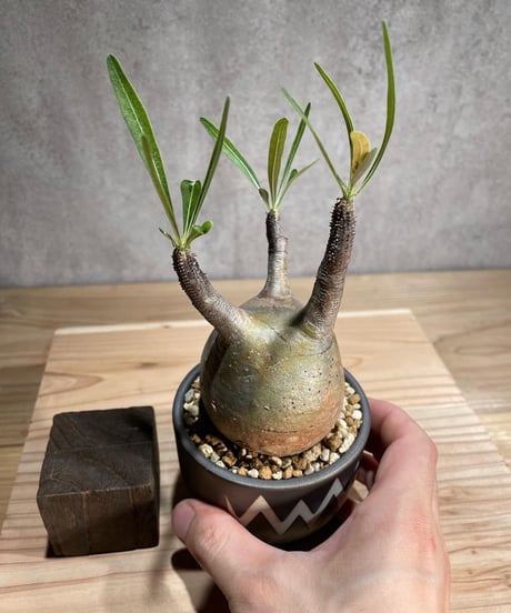 パキポディウム グラキリス　Pachypodium gracilius 　発根済　(商品番号gk-81valiem)  VALIEM 　(VALIEMタグ付き)