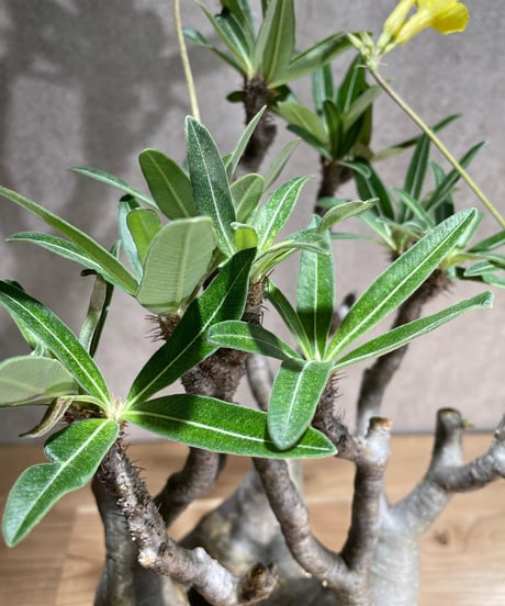 パキポディウム グラキリス　Pachypodium gracilius 　発根済　(商品番号gk-96)
