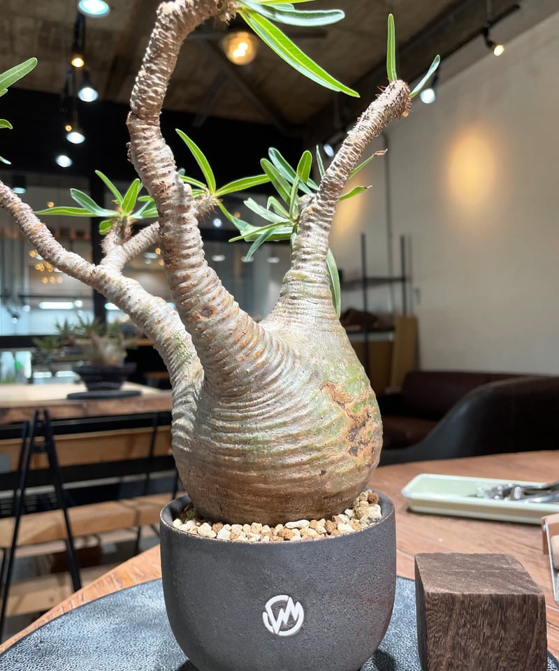 Pachypodium Gracilius パキポディウム グラシリウス Pachypodium Gracilius パキポディウム グラシリウス
