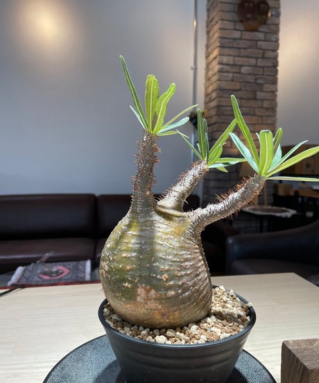 パキポディウム グラキリス　Pachypodium gracilius 　発根済　(gk-217)