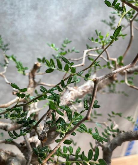 コミフォラ モンストローサ /Commiphora monstrosa　発根済　 (幹幅約3.5cm)　(商品番号mr-11)