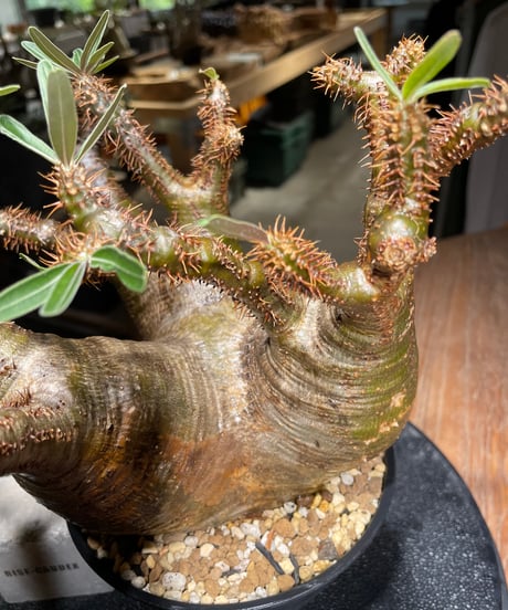 パキポディウム グラキリス　Pachypodium gracilius 　発根済　(gk-533)