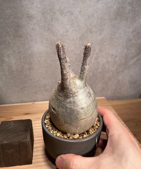 パキポディウム グラキリス　Pachypodium gracilius 　発根済　(商品番号gk-53valiem)  VALIEM 　BOWL　sizeS　(VALIEMタグ付き)