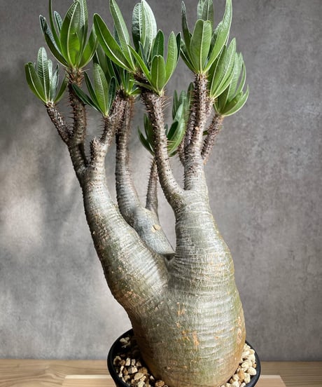 パキポディウム グラキリス　Pachypodium gracilius 　発根済　(商品番号gk-86)