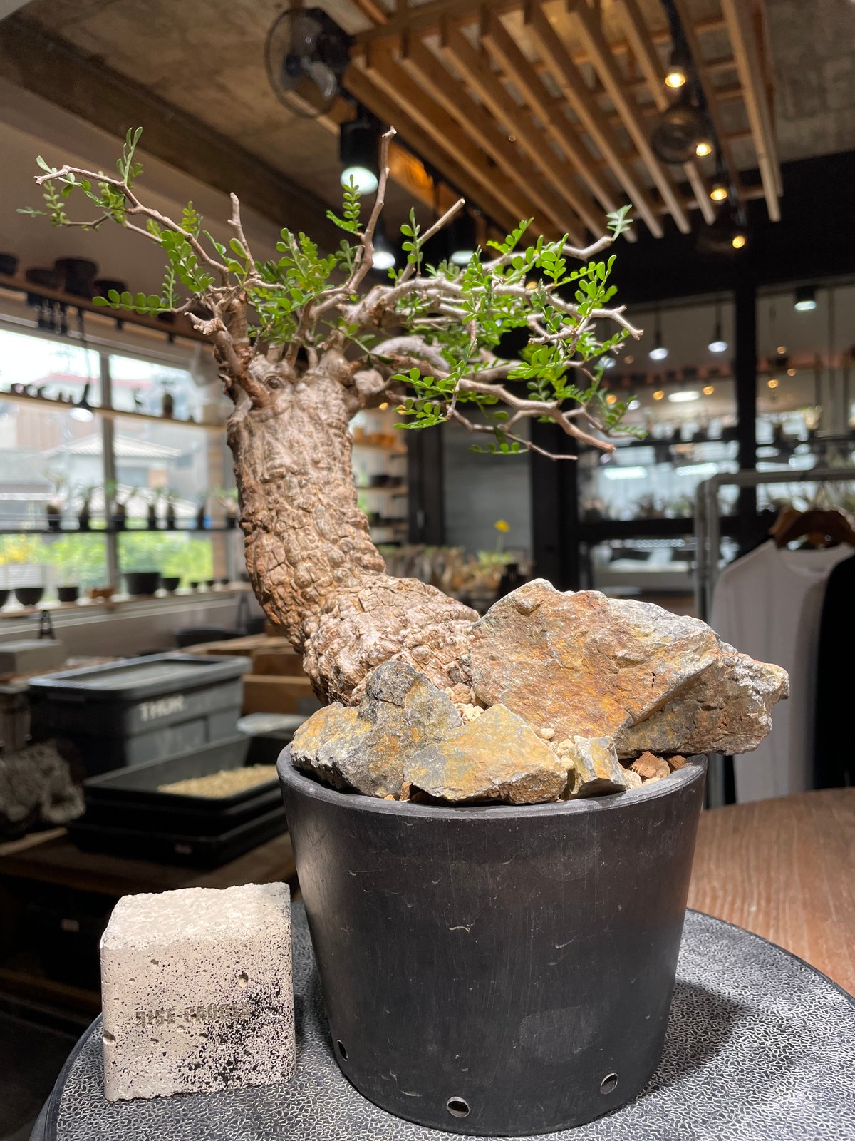 オペルクリカリア パキプス／Operculicarya pachypus 発根済 (商品番号P