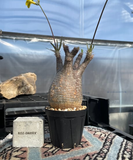 パキポディウム グラキリス　Pachypodium gracilius 　発根済　(gk-423)