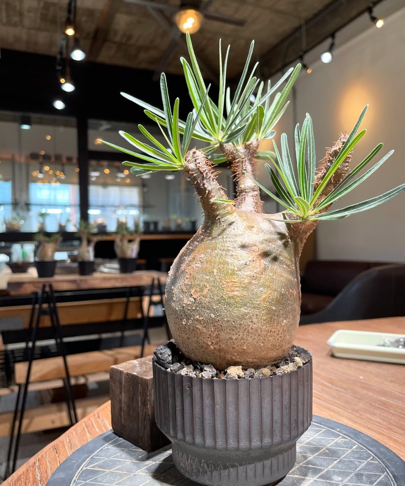 パキポディウム グラキリス Pachypodium gracilius 発根済 (gk-40