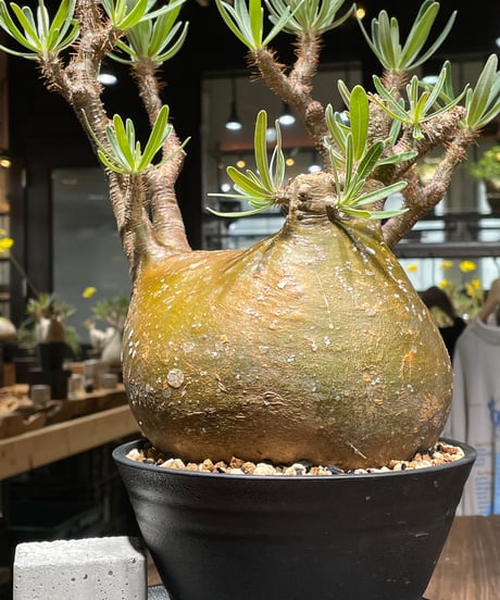 パキポディウム グラキリス　Pachypodium gracilius 　発根済　(gk-448）