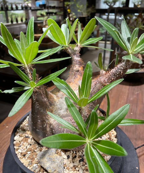 パキポディウム グラキリス　多頭　Pachypodium gracilius 　発根済　(gk-370-2)
