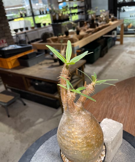 パキポディウム グラキリス　Pachypodium gracilius 　発根済　(gk-488)