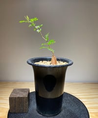 TK　パキプス　ベアルート 塊根植物専門『ハコネコオークション』開催中