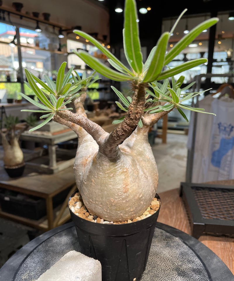 パキポディウム グラキリス Pachypodium gracilius 発根済 (gk-50