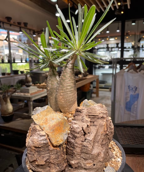 パキポディウム グラキリス　2頭　Pachypodium gracilius 　発根済　(gk-507）