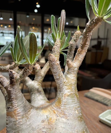 パキポディウム グラキリス　Pachypodium gracilius 　発根済　(gk-373)