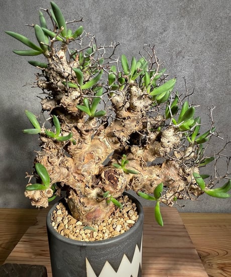 チレコドン レティキュラータス　Tylecodon reticulatus　万物想 　発根済　(商品番号cr-14valiem)VALIEM 　BLOCK　sizeM　(VALIEM巾着、タグ付き)
