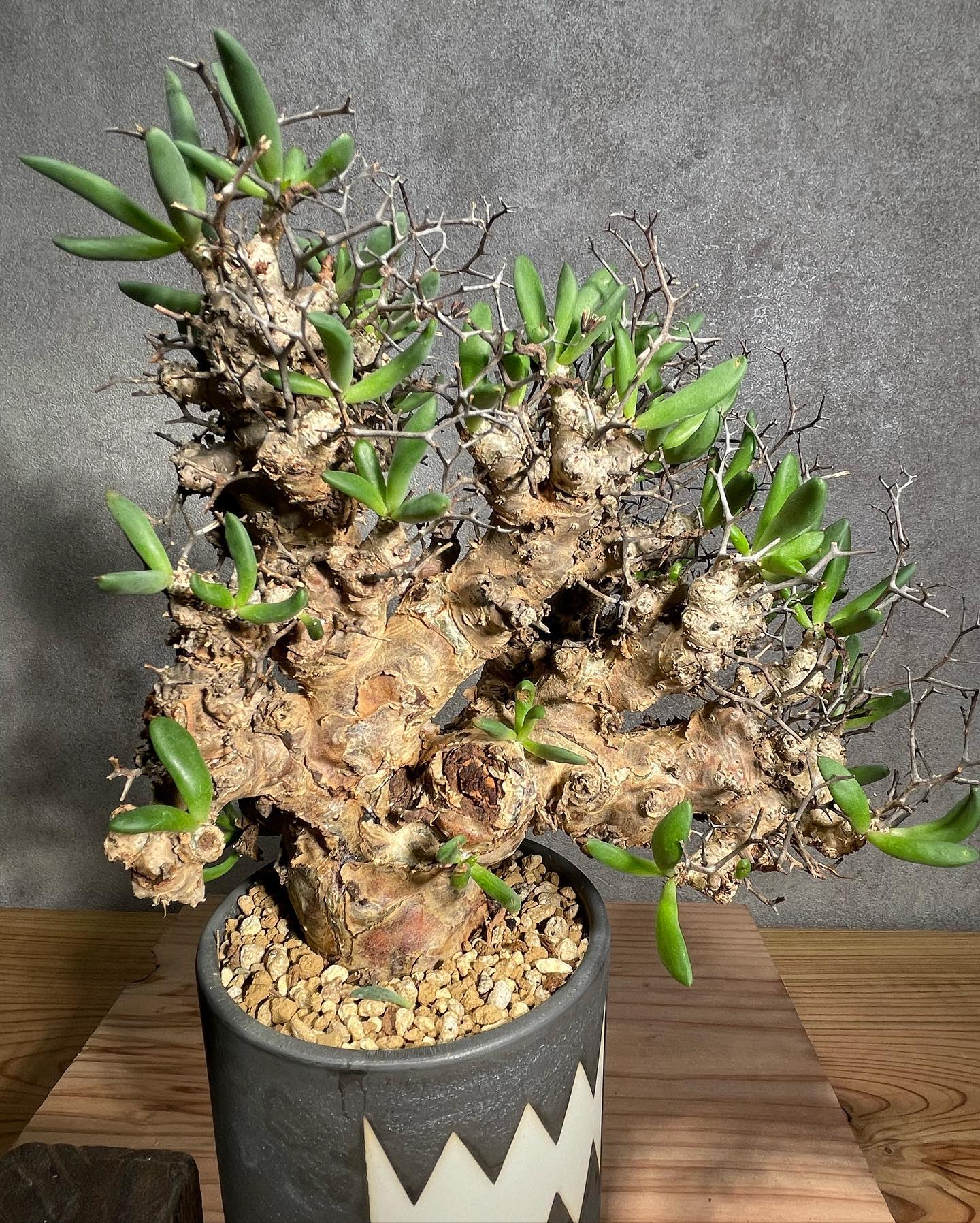 チレコドン レティキュラータス Tylecodon reticulatus 万物想 発根済