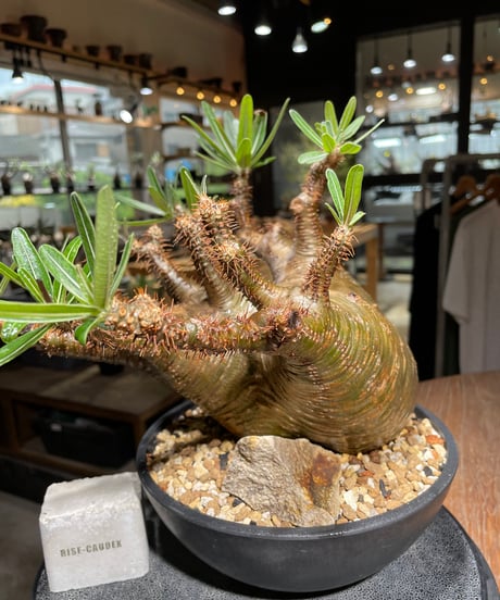 パキポディウム グラキリス　Pachypodium gracilius 　発根済　(gk-536)