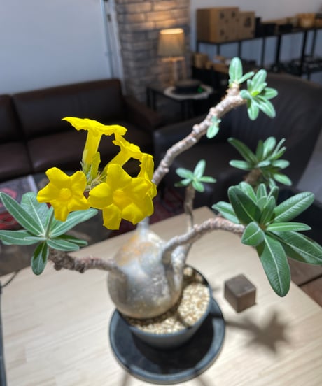 パキポディウム グラキリス　Pachypodium gracilius 　発根済　(gk-222)