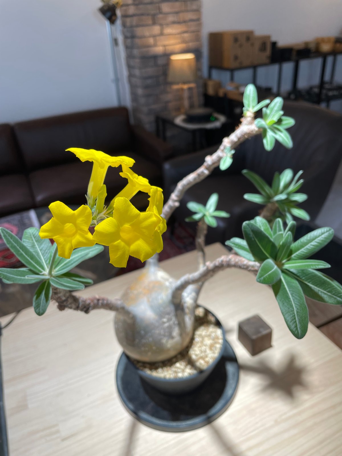 パキポディウム グラキリス Pachypodium gracilius 発根済 (gk-22