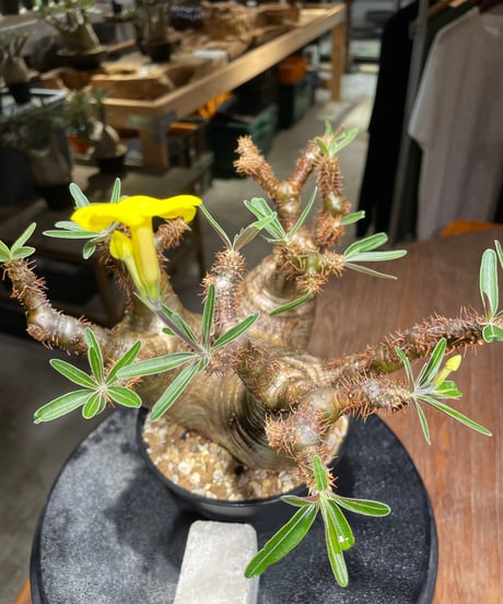 パキポディウム グラキリス　Pachypodium gracilius 　発根済　(gk-533)