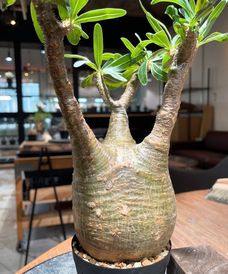 パキポディウム グラキリス　Pachypodium gracilius 　発根済　(gk-392)