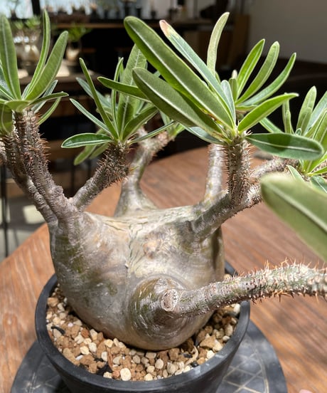 パキポディウム グラキリス　Pachypodium gracilius 　発根済　(gk-365)
