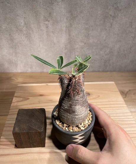 パキポディウム グラキリス　Pachypodium gracilius 　発根済　(商品番号gk-99valiem)  VALIEM 　(VALIEMタグ付き)