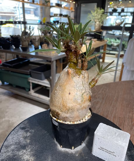 パキポディウム グラキリス　Pachypodium gracilius 　発根済　(gk-548)