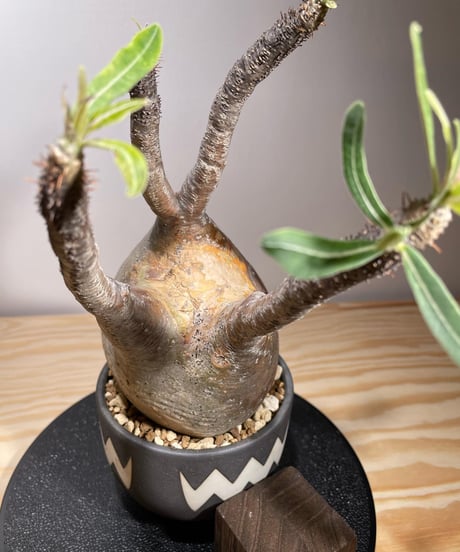 パキポディウム グラキリス　Pachypodium gracilius 　発根済　(商品番号gk-125valiem)VALIEM  (VALIEMタグ付き)