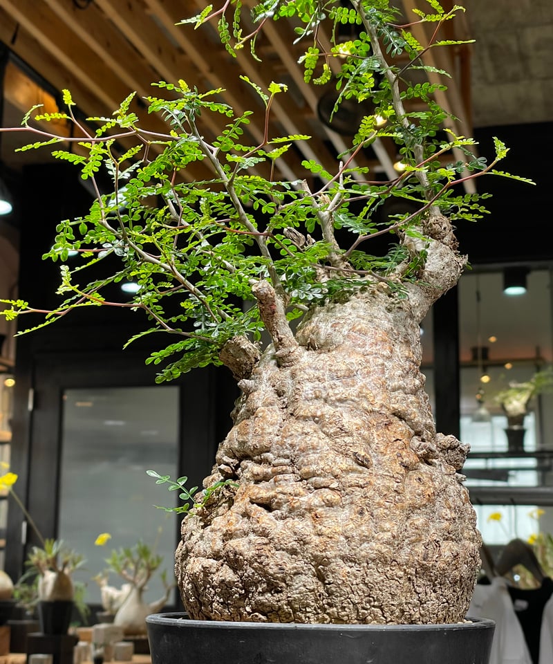 オペルクリカリア パキプス／Operculicarya pachypus 発根済 (商品番号P