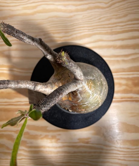 パキポディウム グラキリス　Pachypodium gracilius 　発根済　(商品番号gk-125valiem)VALIEM  (VALIEMタグ付き)