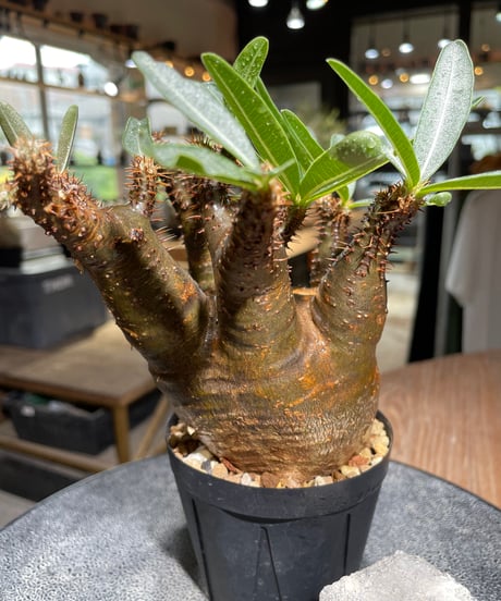 パキポディウム グラキリス　Pachypodium gracilius 　発根済　(gk-528)