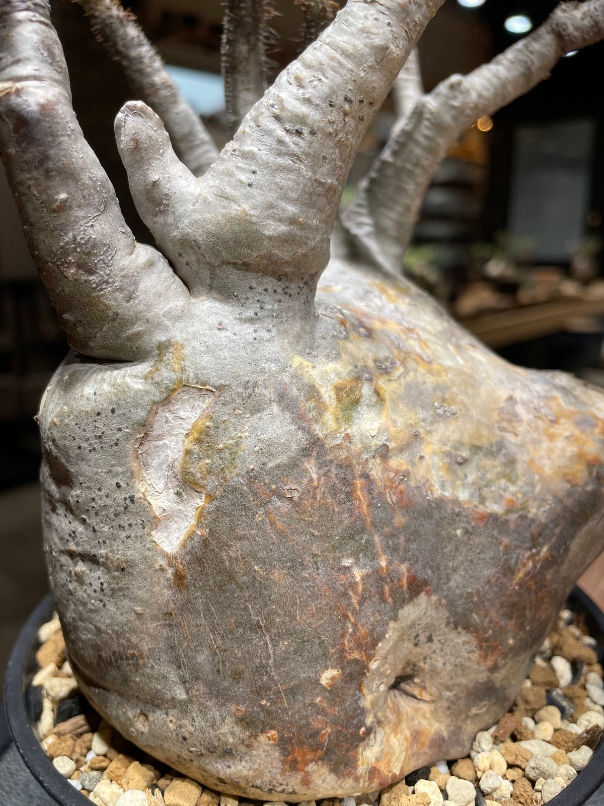 【直接取引のみ】［発根済］超特大グラキリス パキポディウム グラキリス Pachypodium gracilius 発根済 (gk-45