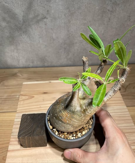 パキポディウム グラキリス　Pachypodium gracilius 　発根済　(商品番号gk-80valiem)  VALIEM 　(VALIEMタグ付き)