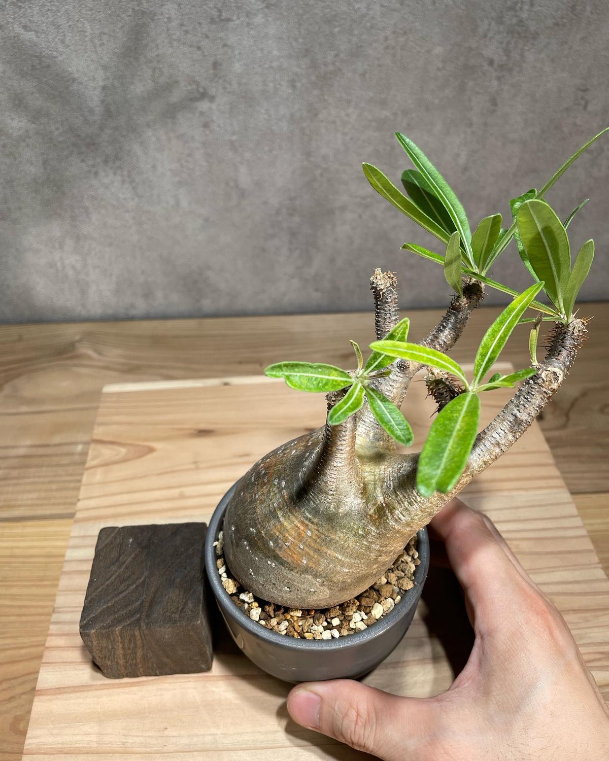 パキポディウム グラキリス Pachypodium gracilius 発根済 (商品番号g