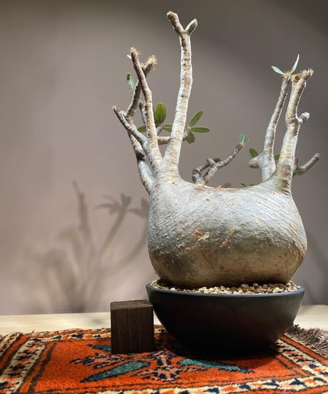パキポディウム グラキリス　Pachypodium gracilius 　発根済　(商品番号gk-117)