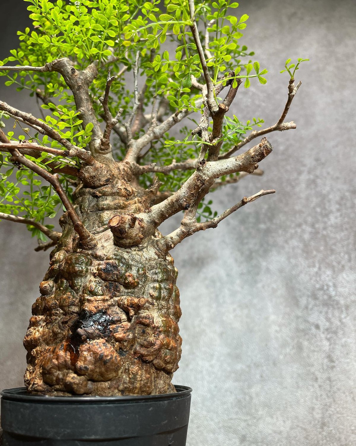 オペルクリカリア パキプス／Operculicarya pachypus 発根済 浅鉢用手