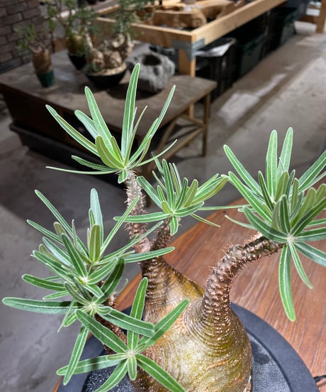 パキポディウム グラキリス　Pachypodium gracilius 　発根済　(gk-467)