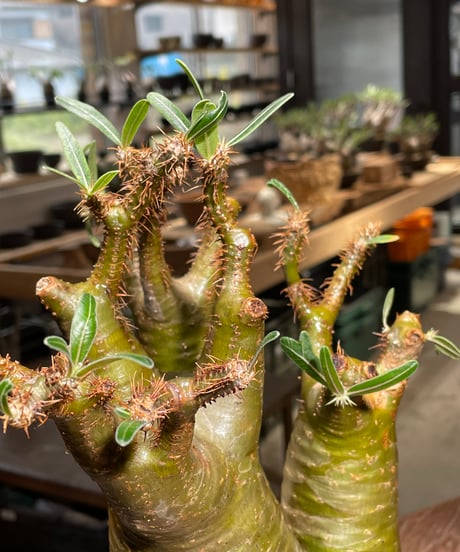 パキポディウム グラキリス　多頭　Pachypodium gracilius 　発根済　(gk-544)