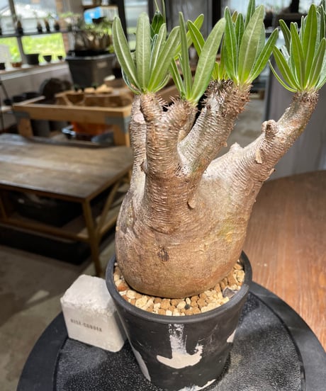 パキポディウム イノピナツム　Pachypodium inopinatum 　発根済　(pi-101)