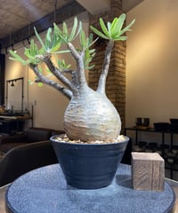 パキポディウム グラキリス　Pachypodium gracilius 　発根済　(塊根幅約12ｃｍ)　(商品番号gk-195)