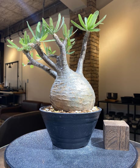 パキポディウム グラキリス　Pachypodium gracilius 　発根済　(塊根幅約12ｃｍ)　(商品番号gk-195)